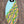 Zap Fish 47