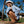 OluKai Ho'opio Malua Sandals - Women's